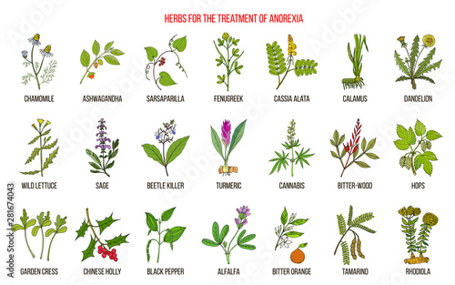 Best herbs for the treatment of anorexia