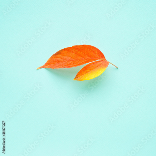 The symbol of the approaching autumn is a fallen autumn leaf of bright color on a gentle blue background. Daylight. The view from the top.