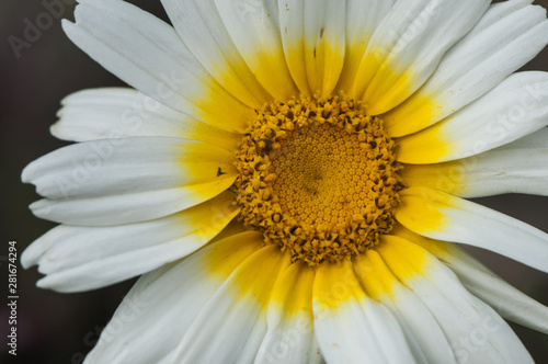 Chrysanthemum coronarium crowndaisy chrysanthemum beautiful white and yellow flower of good size widely used the day of the dead in Spain