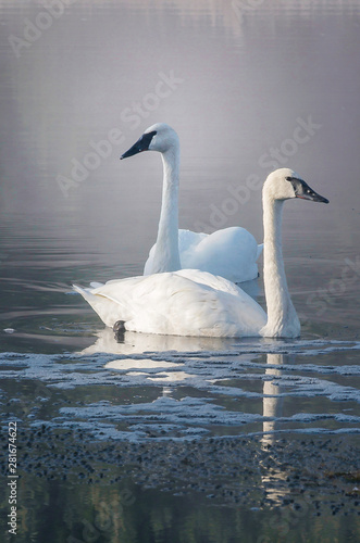 Swans on a lake