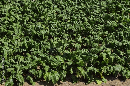 Fresh, new, eco, green, plant of beetroot on an agricultural field
