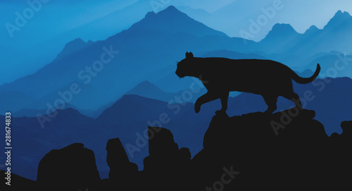 The silhouette  cat walks along the trail against the backdrop of the mountain of Moses in Egypt