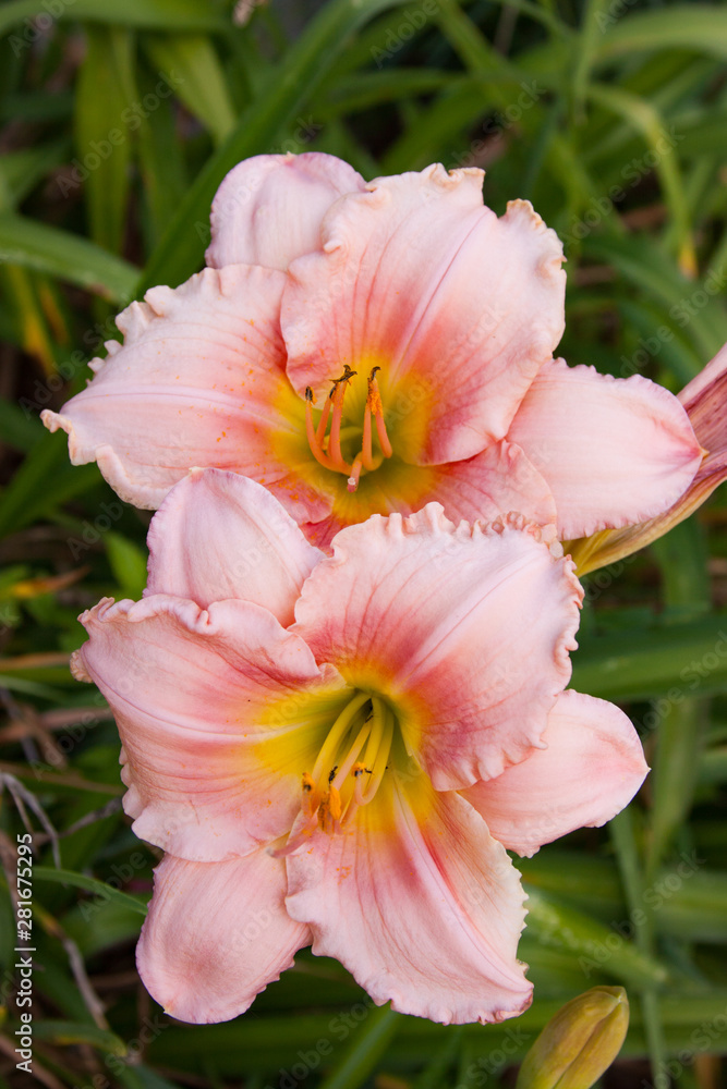 pink daylily