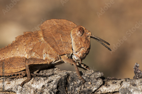 Ocnerodes fallaciosus grasshopper without wings aeroptic of impressive mimicry with the ground or a stone