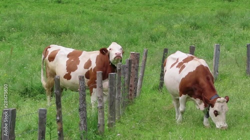White brown cows on a meadow in austrian alps Zillertal valley. grazing.