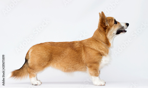 welsh corgi puppy stands sideways in full growth