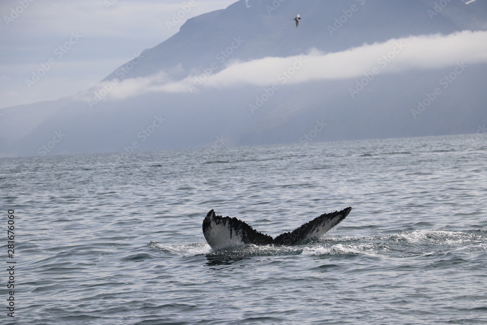 Fototapeta premium humpback whale tail flakes with mountain background and clouds 