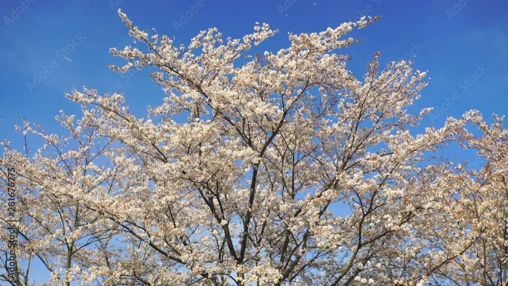 Blossoming Cherry Blossom cherry tree grove,  Japan