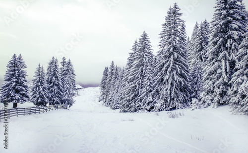 Winter Wonderland © alan