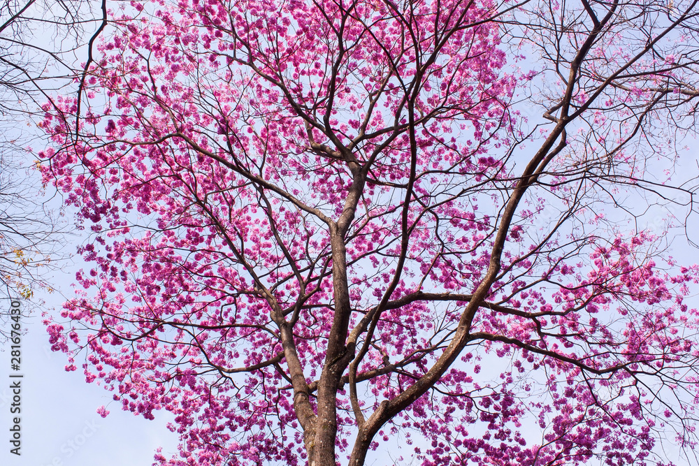 Ipê Rosa IMG_9508 Ipê Rosa IMG_9508