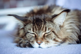 Portrait of fluffy sleeping Maine Coon cat
