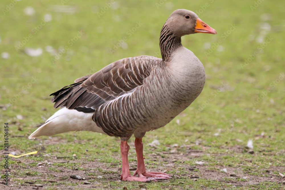 graylag goose graylag goose