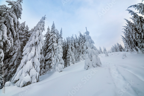 Beautiful winter landscape. Dense mountain forest with tall dark green spruce trees, path in white clean deep snow on bright frosty winter day.