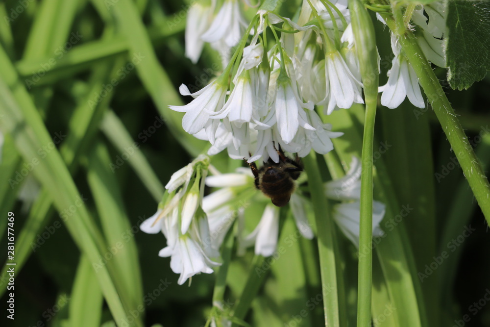 Obraz premium white snowdrops with green stems 