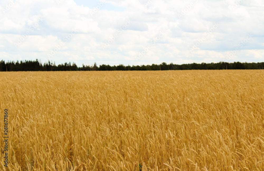 Field with yellow wheat and blue sky. Concept the harvest