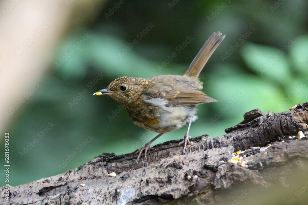 robin robin