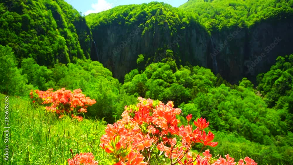 View of Azaleas on mountains, Suzaka City, Nagano Prefecture View of Azaleas on mountains, Suzaka City, Nagano Prefecture