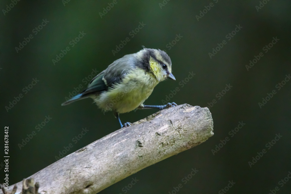 Obraz premium bluetit