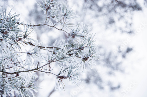 pine branches in the snow and hoarfrost © Ekaterina Bokova