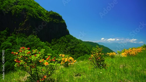 View of Azaleas on mountains,  Suzaka City,  Nagano Prefecture photo