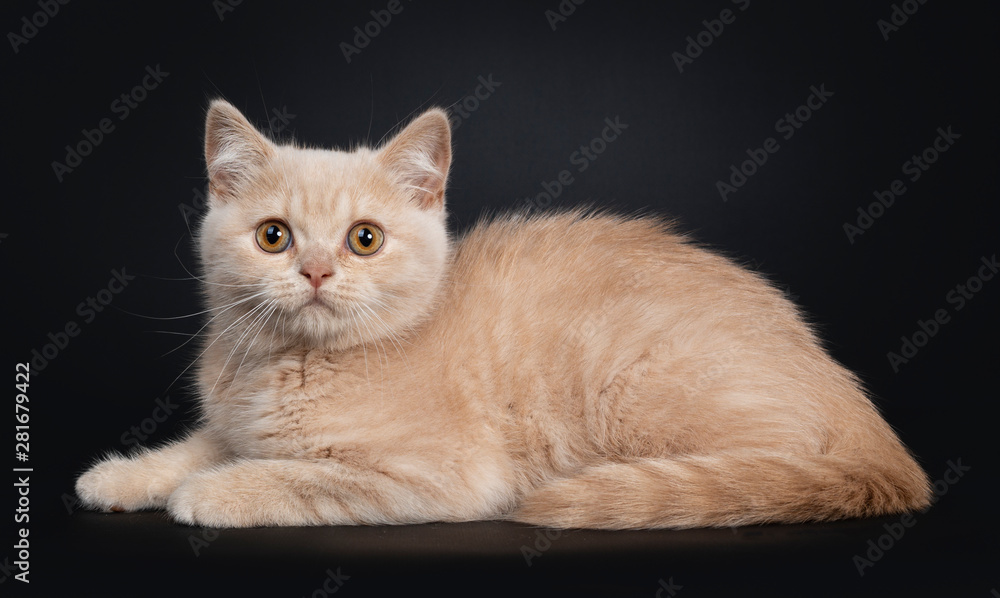 Fototapeta premium Cute shy creme British Shorthair kitten, laying down side ways. Looking to camera with orange eyes. Isolated on a black background.