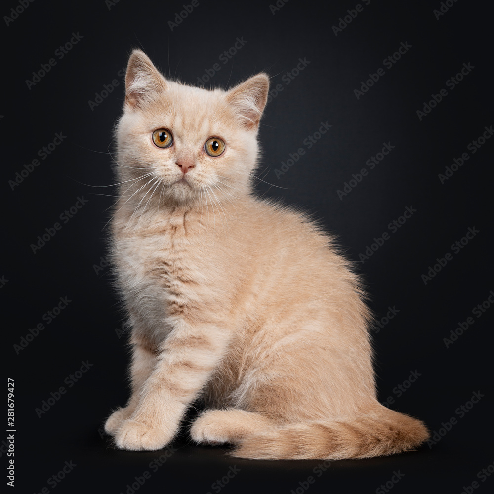 Cute shy creme British Shorthair kitten, sitting side ways. looking to camera with orange eyes. Isolated on a black background. Tail around body.