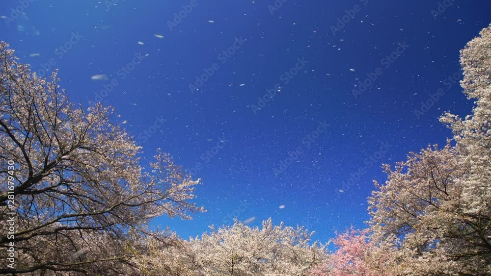 Low angle view of cherry blossom trees, Komoro, Nagano Low angle view of cherry blossom trees, Komoro, Nagano