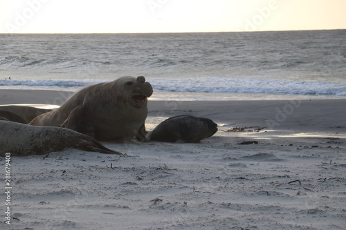 elephant seal bull being vocal at possible rival 