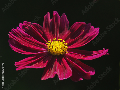  purple cosmos flower close-up on a black background