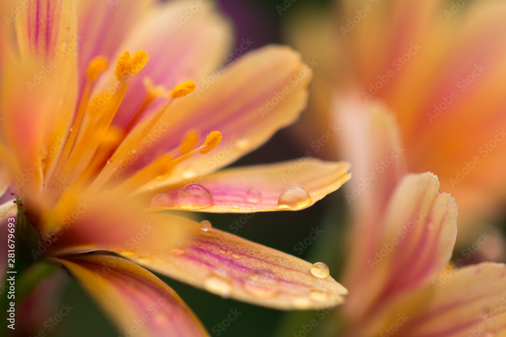 Fototapeta premium Close-up of yellow flower of Lewisia plant with drops of rain on the petals