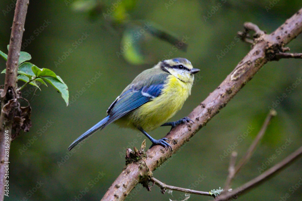 bluetit bluetit