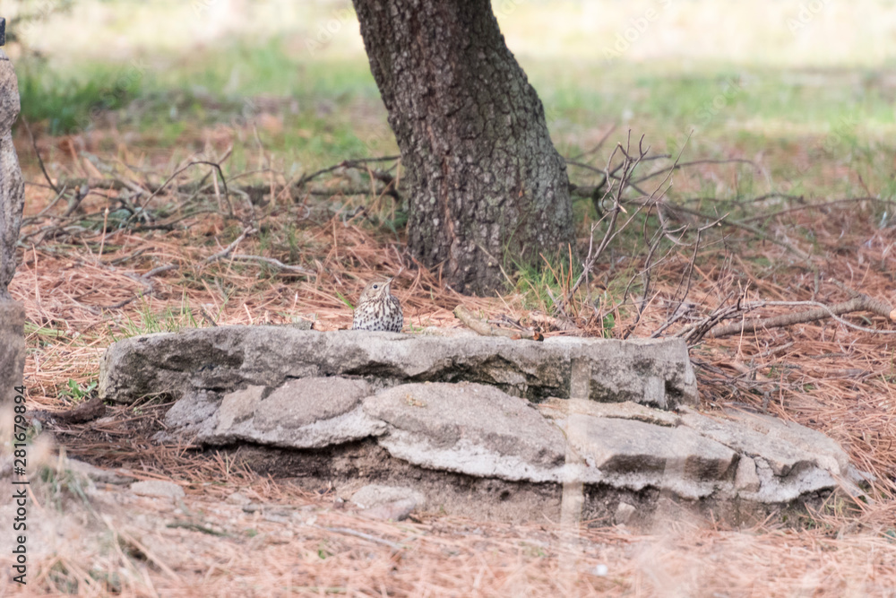 bird drinking water in stone trough bird drinking water in stone trough