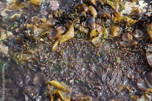 wet and moist algae close up 