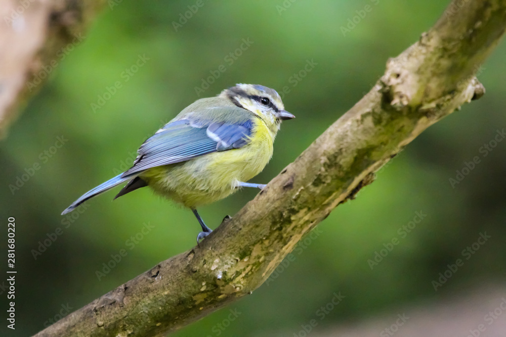 bluetit bluetit