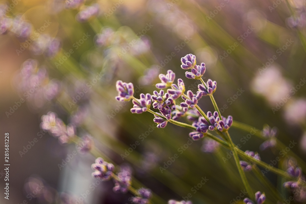 Fototapeta premium twigs of lavender in the sun