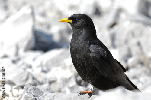 The Alpine Chough or Yellow-billed Chough (Pyrrhocorax graculus), with a backdrop of alpine landscapes.