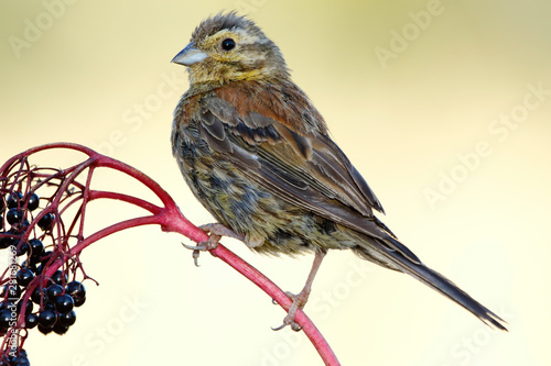 Cirl Bunting - Emberiza cirlus sitting on the branch on a uniform background. Spain photo