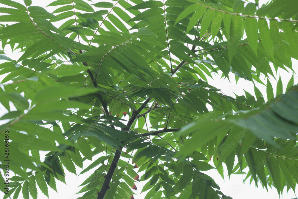 Fototapeta premium background with green leaves