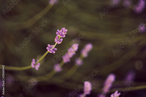 twigs of lavender in the sun