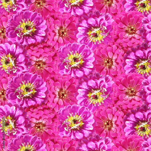 Beautiful floral background of pink tsiniya. Isolated