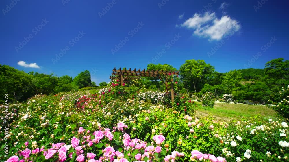 View of rose garden, Ueda City, Nagano Prefecture View of rose garden, Ueda City, Nagano Prefecture