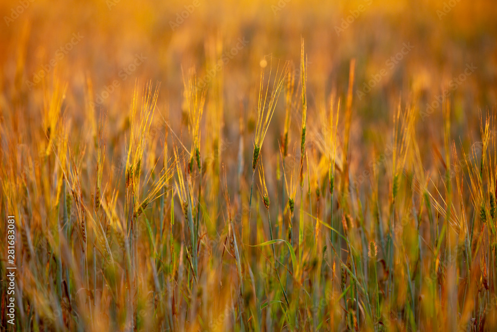 Field of rye under sunset light Field of rye under sunset light