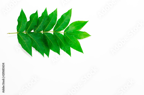 green leaves of a tropical plant or tree on white background