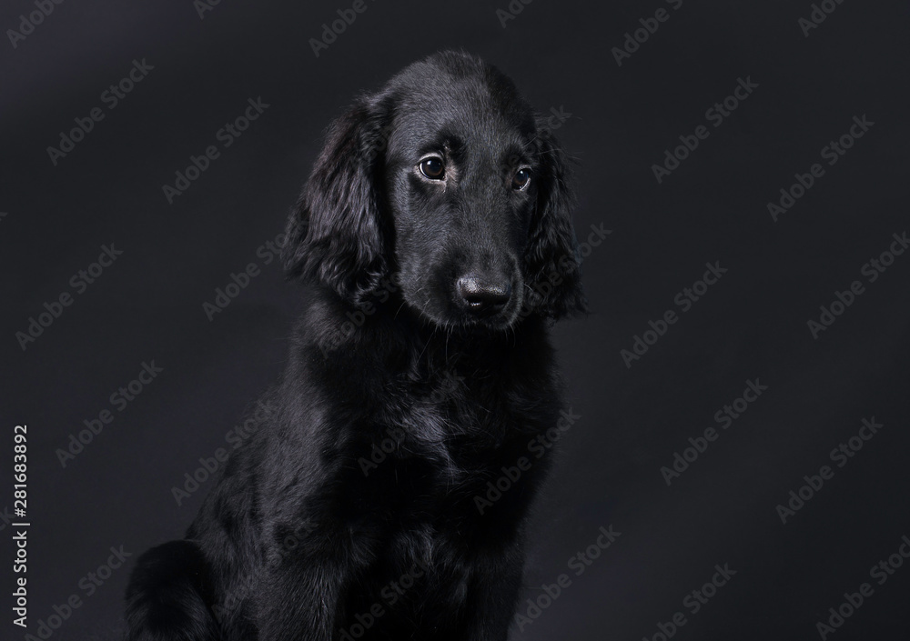 Studio portrait of cub (Flat coated retriever ) Studio portrait of cub (Flat coated retriever )
