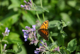 Butterfly on violet flower of medicinal herbs