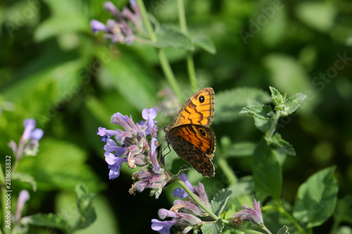 Butterfly on violet flower of medicinal herbs