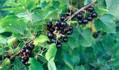 Blackcurrant bush. Branch with large blackcurrant berries.