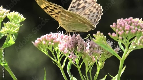 farfalla su cavolaccio,  photo