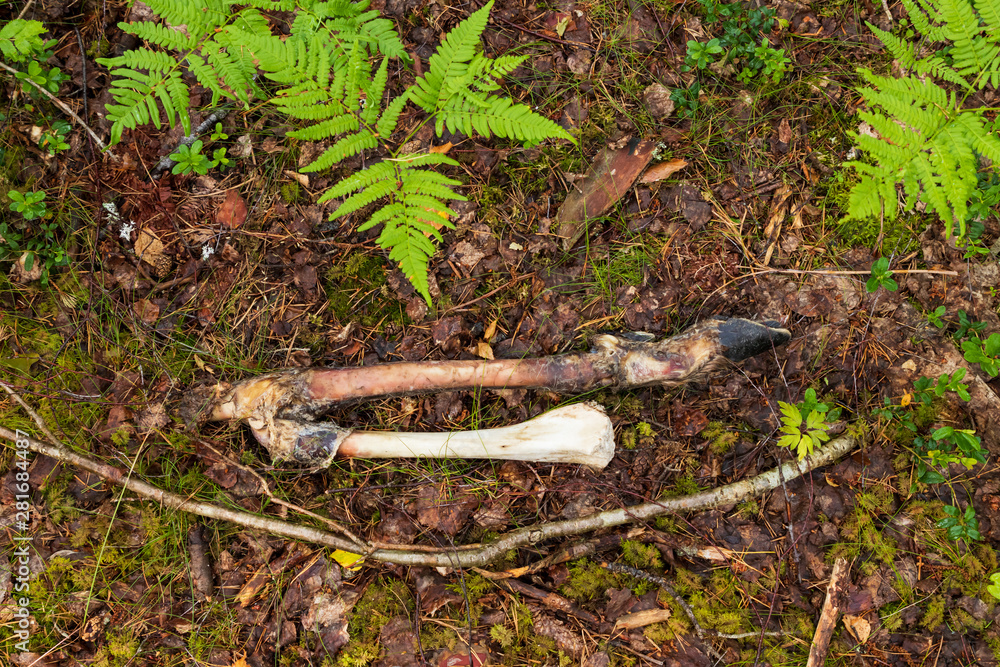 Skeleton and hoof after a moose that died during the winter. Now in summer there is only remains left after the leg. Skeleton and hoof after a moose that died during the winter. Now in summer there is only remains left after the leg.