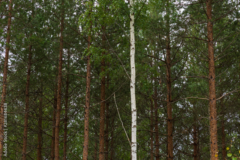 Fototapeta premium A single white birch tree among pine trees inside a forest in Sweden. 
